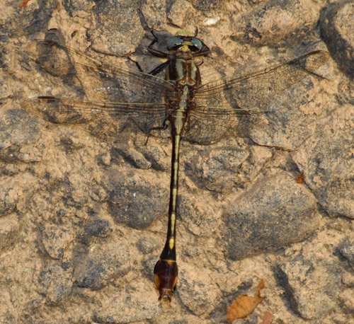 Male
2007_04_28_Jeff Davis